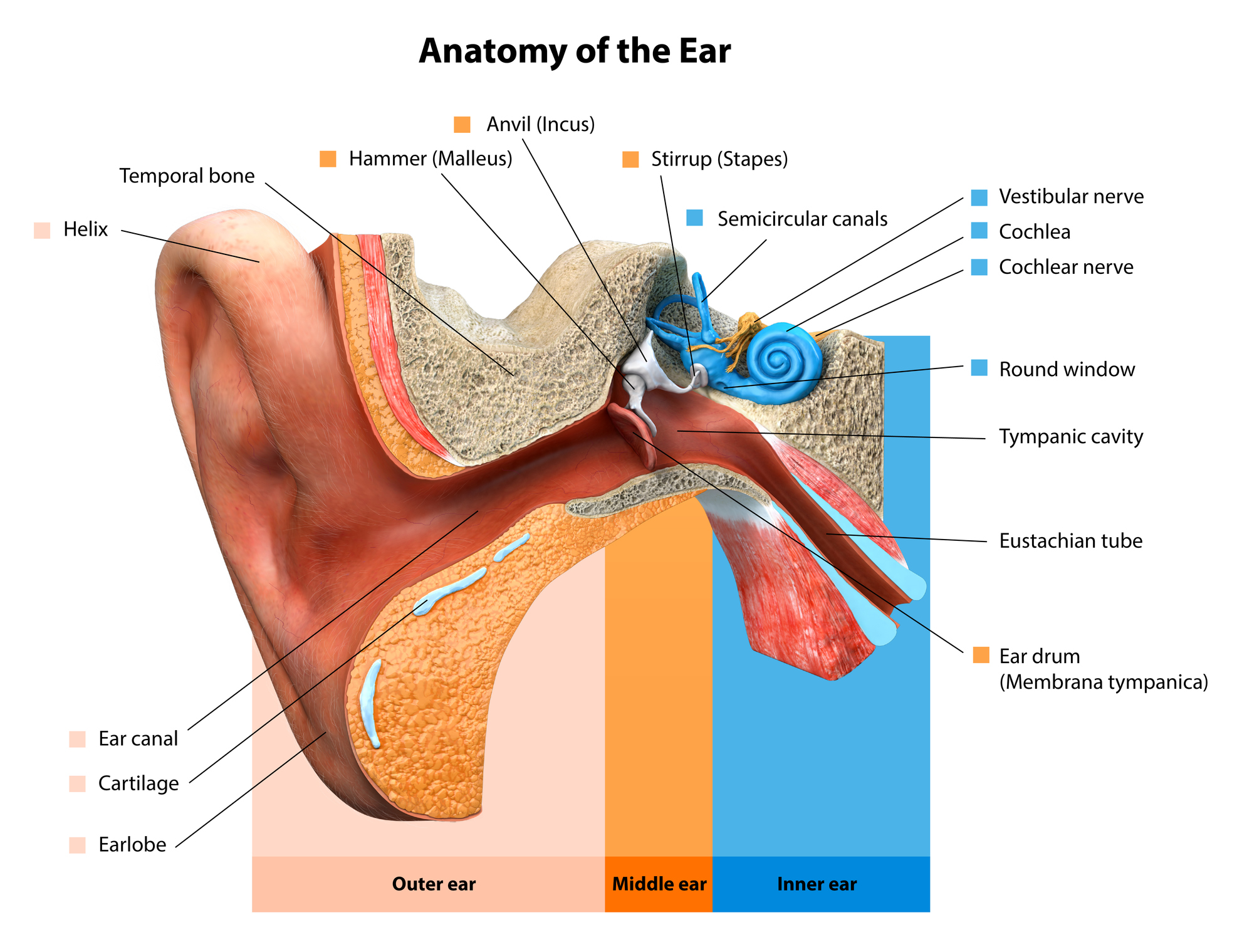 how long do ear diseases last